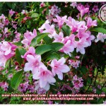 Vajgelija_Weigela1